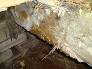 Photo hidden dry rot by Alan Holmes Building Surveying